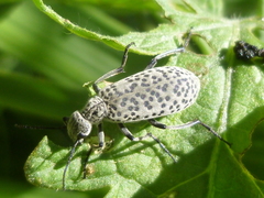 Epicauta atomaria