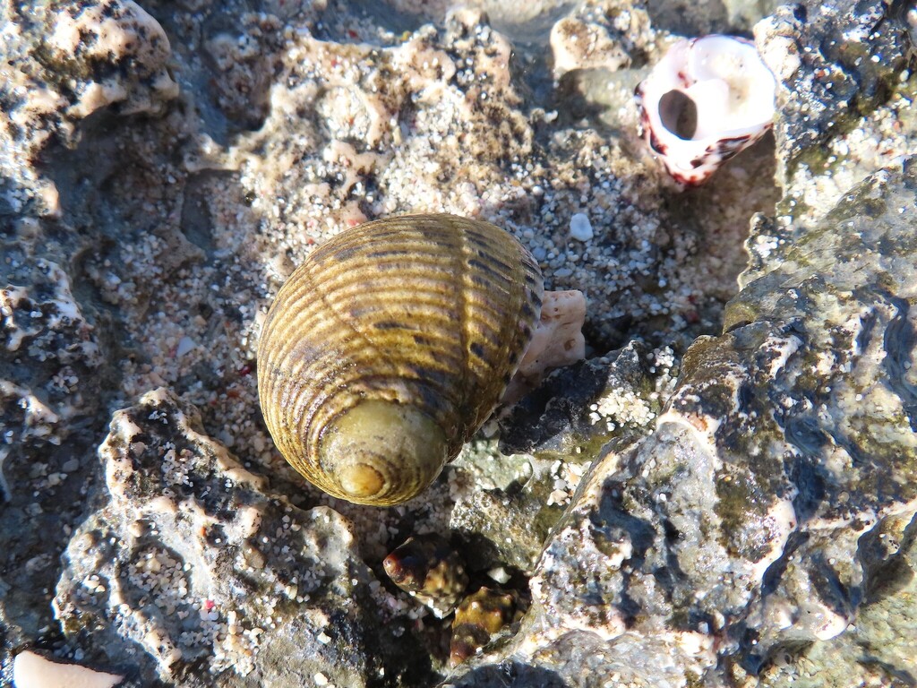 Nerita luteonigra