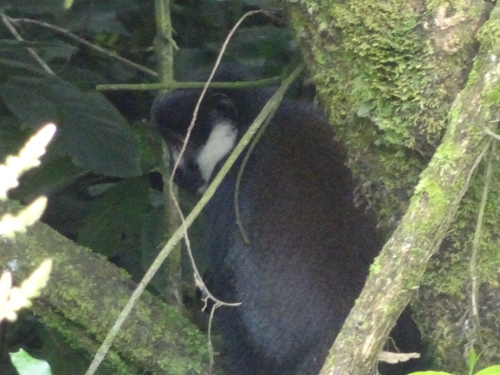 L'Hoest's Monkey