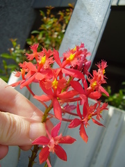 Epidendrum ibaguense