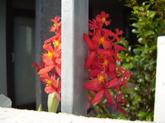 Epidendrum ibaguense