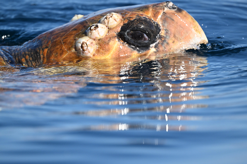 Caretta caretta