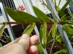 Epidendrum ibaguense