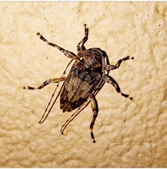 Lamiinae