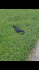 Corvus frugilegus