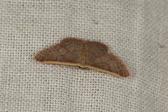 Idaea costaria