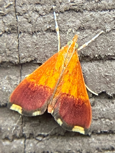 Bicolored Pyrausta Moth and Allies photo 4