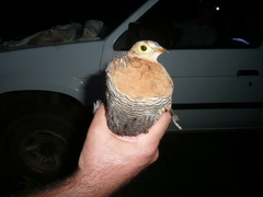 Pterocles quadricinctus