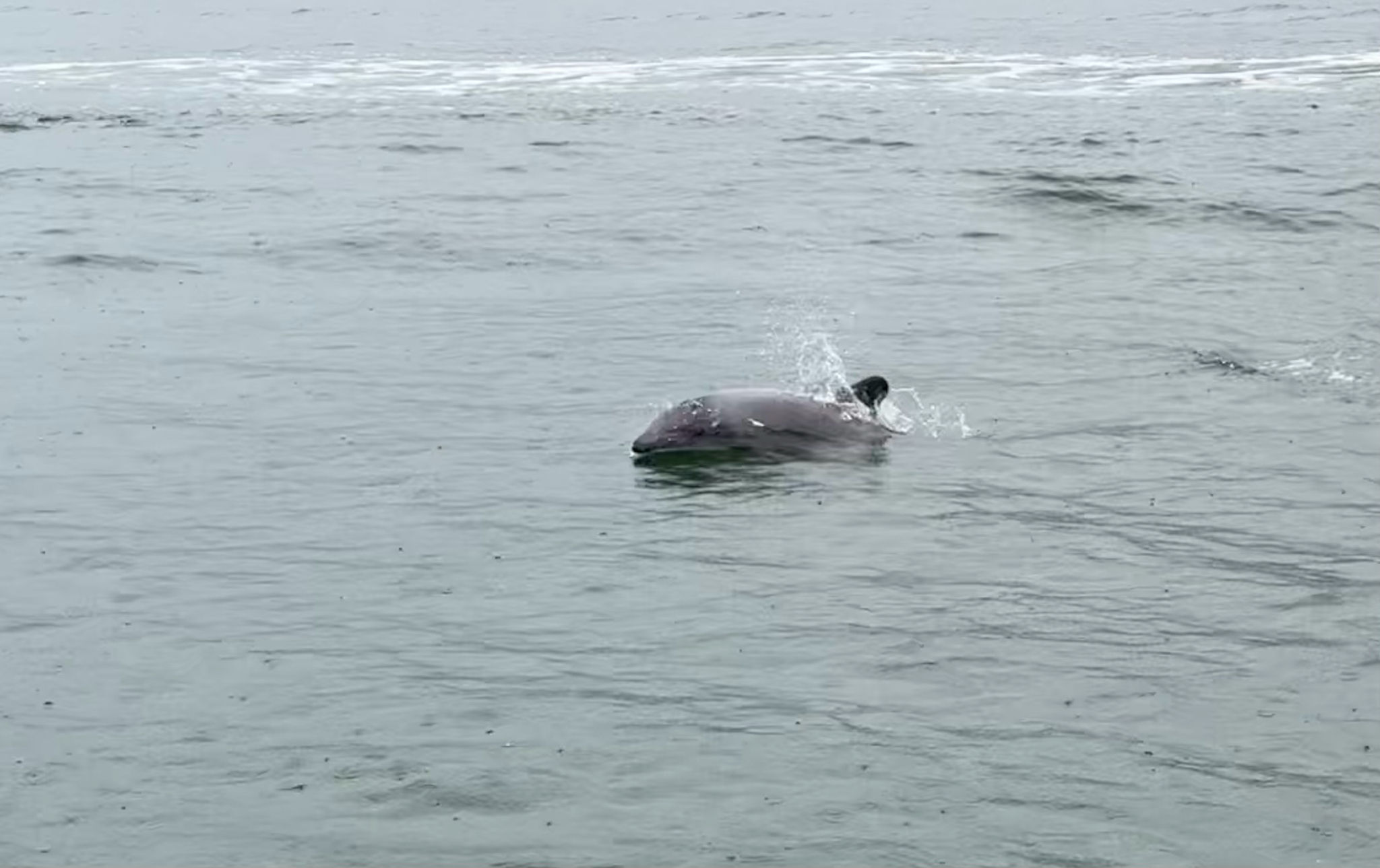 Cephalorhynchus eutropia