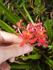Epidendrum ibaguense
