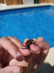 Retrachydes thoracicus