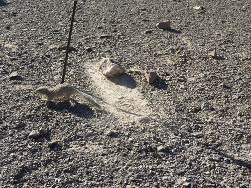 Motocle observed by rick272