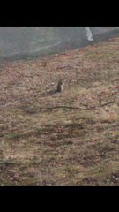 Sciurus carolinensis