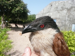 Centropus senegalensis
