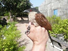 Centropus senegalensis