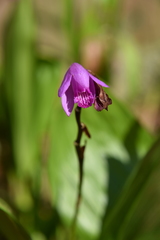 Bletilla striata