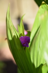 Bletilla striata