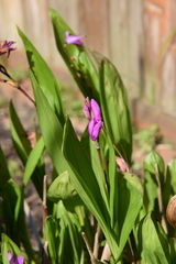 Bletilla striata
