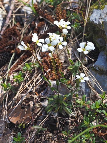 Arabis collina, photograph 2