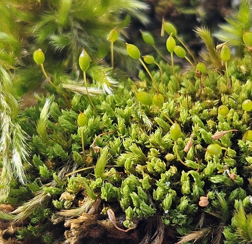 Green Yoke-moss (Zygodon viridissimus)