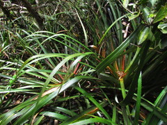 Bromelia antiacantha