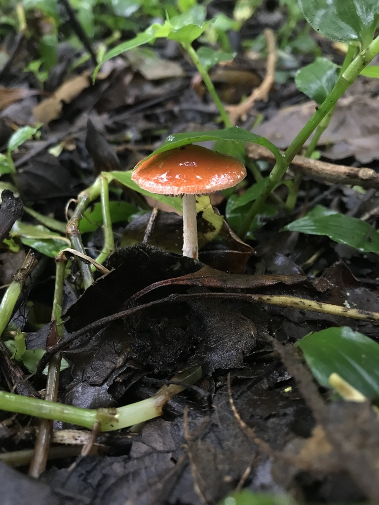 Leratiomyces ceres · March 2026 · photo: © paganka (iNaturalist, cc-by-nc)