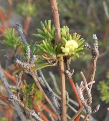 Phyllota pleurandroides