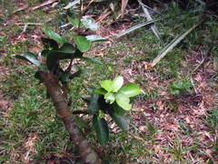Daphnopsis racemosa