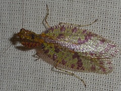 Enicophlebia hilara