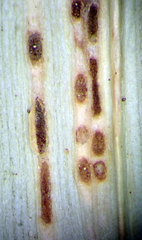 Puccinia chathamica
