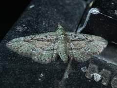 Eupithecia longidens