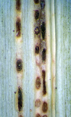 Puccinia chathamica