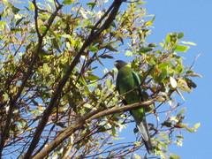 Barnardius zonarius semitorquatus