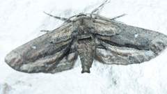 Holochroa dissociarius