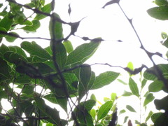 Lithraea brasiliensis