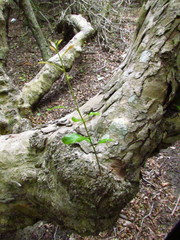 Sideroxylon obtusifolium