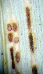 Puccinia chathamica