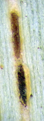 Puccinia chathamica