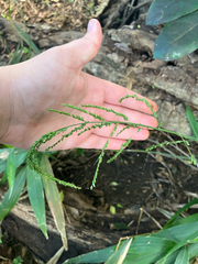 Setaria palmifolia, recorded fruiting