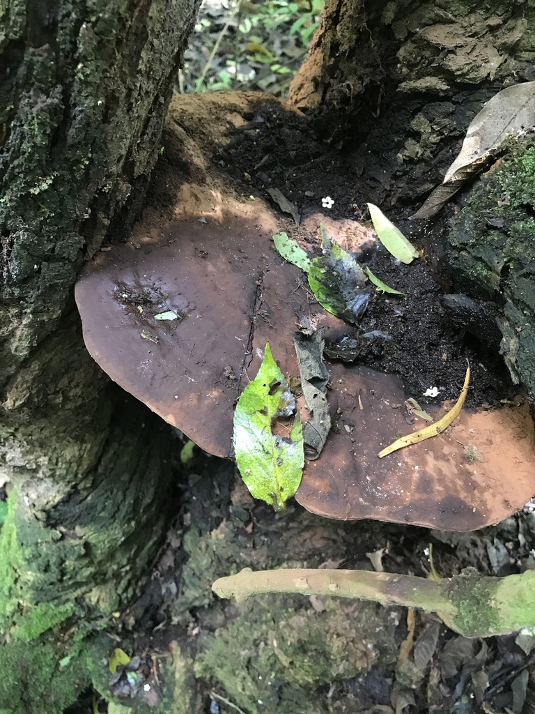 Ganoderma australe · March 2026 · photo: © paganka (iNaturalist, cc-by-nc)