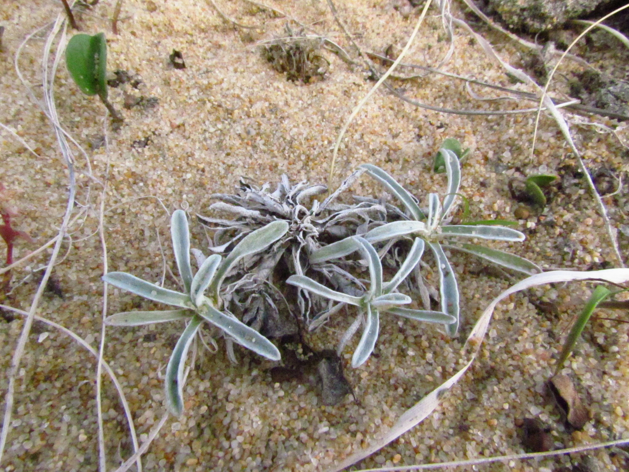 Gamochaeta falcata