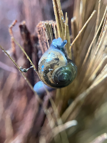 Ovachlamys fulgens observed 2026-03-12
