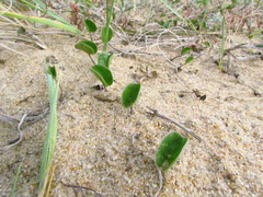 Dichondra microcalyx