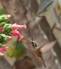 Basilinna xantusii