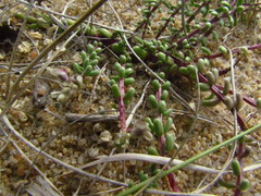 Polygala cyparissias