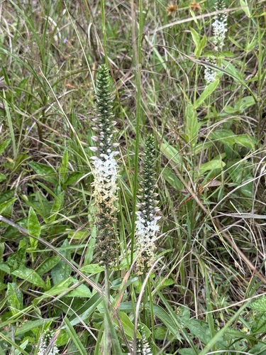 Coutoubea spicata, photograph 3
