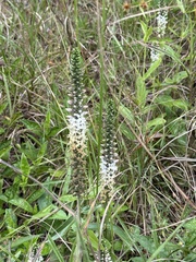 Coutoubea spicata, photograph (c) Sierra, some rights reserved (CC BY)