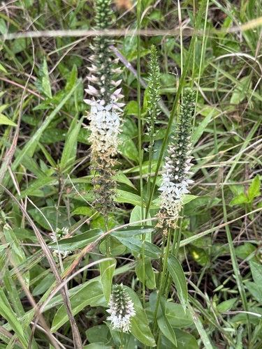 Coutoubea spicata, photograph 4