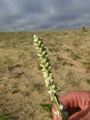 Pterocaulon lorentzii