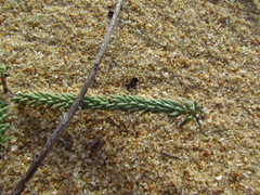 Polygala cyparissias